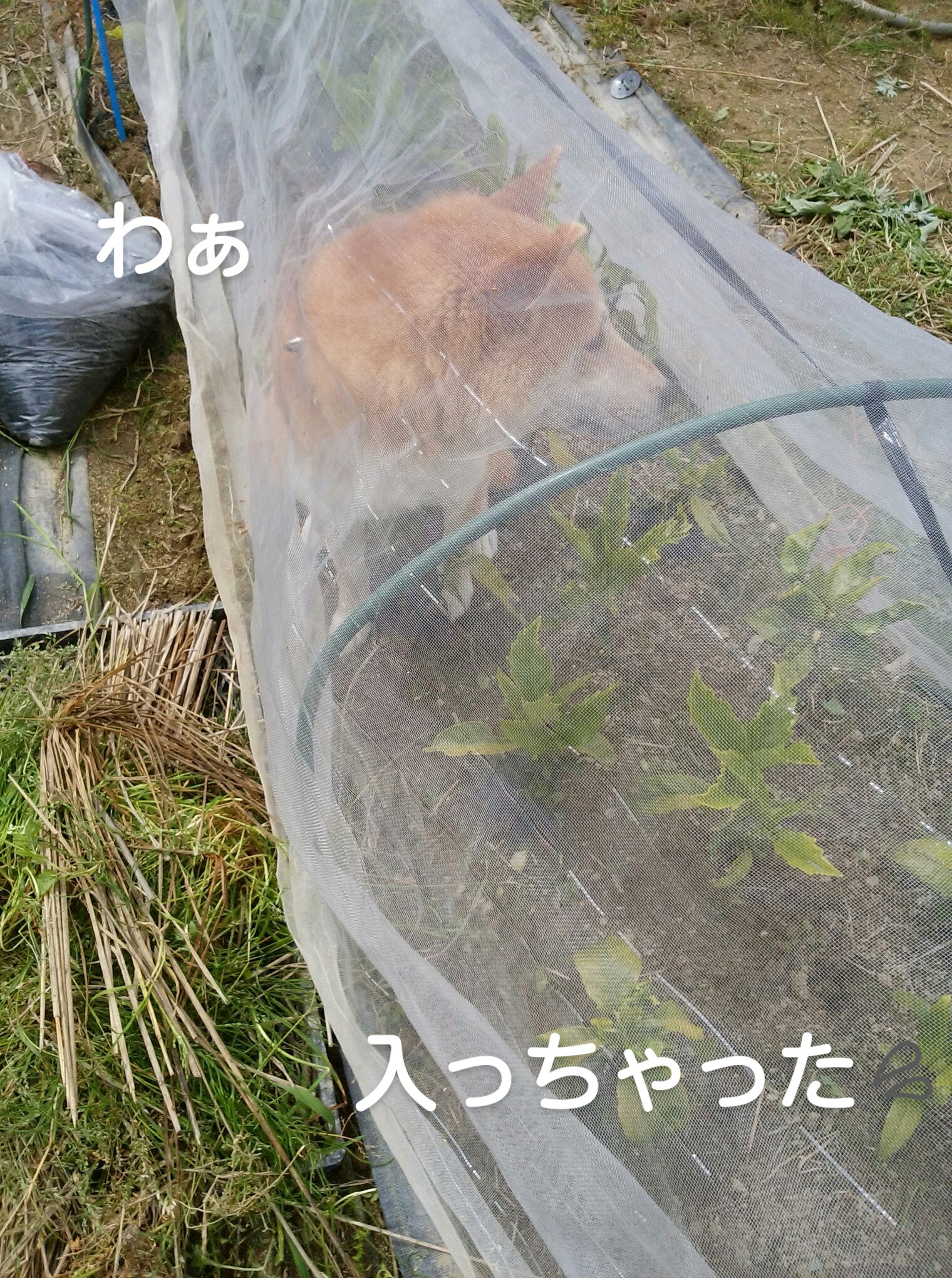 イメージ 10