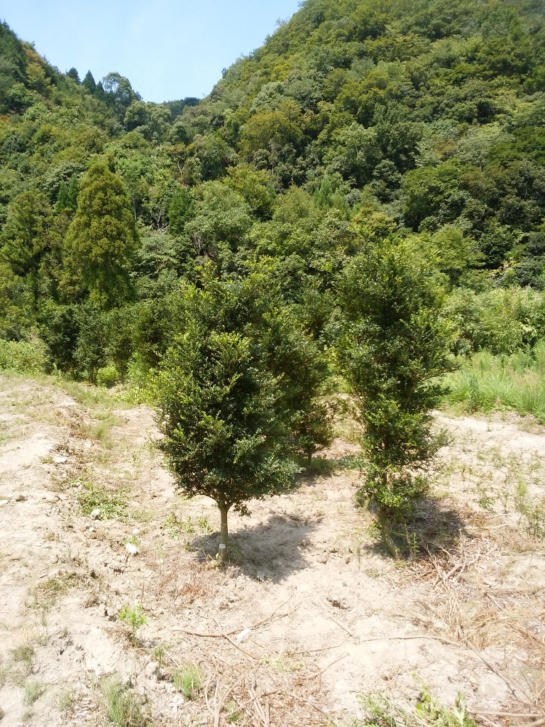 イメージ 6