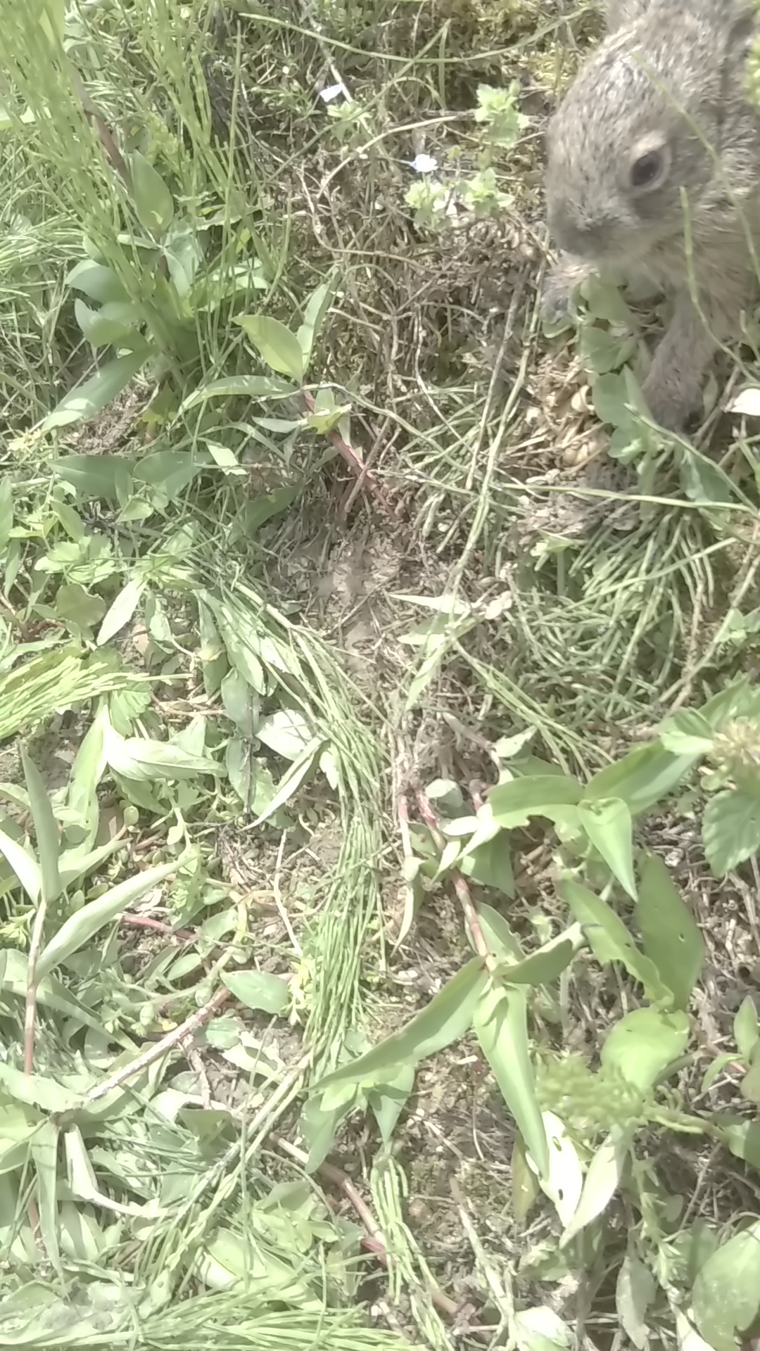 イメージ 5