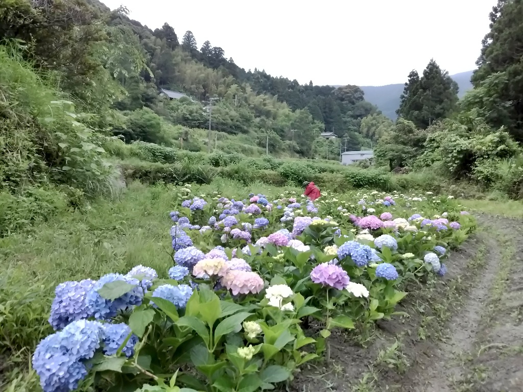 イメージ 7