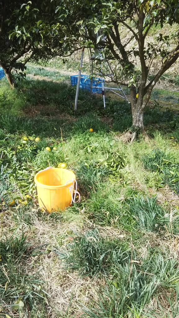 イメージ 5